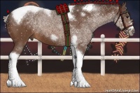 Horse Color:Silver Bay Tobiano Frame Rabicano 