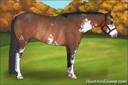 Horse Color:Bay Sabino Rabicano