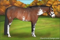 Horse Color:Bay Sabino Rabicano 