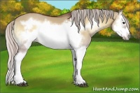 Horse Color:Silver Brown Onyx Splash Frame Rabicano