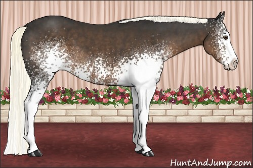 Horse Color:White Spotted Liver Chestnut Sabino Splash 