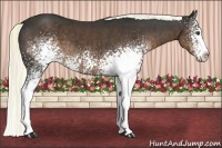 Horse Color:White Spotted Liver Chestnut Sabino Splash 