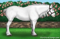 Horse Color:Liver Chestnut Near Leopard Rabicano 