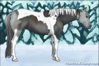 Horse Color:Black Tobiano 