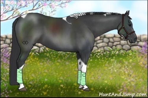 Horse Color:Black Sabino Tobiano