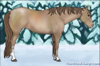 Horse Color:Black Pearl Sabino
