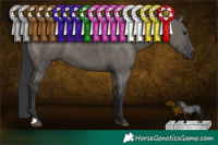 Horse Color:Grullo 