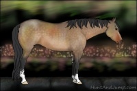 Horse Color:Bay Dun Sabino 