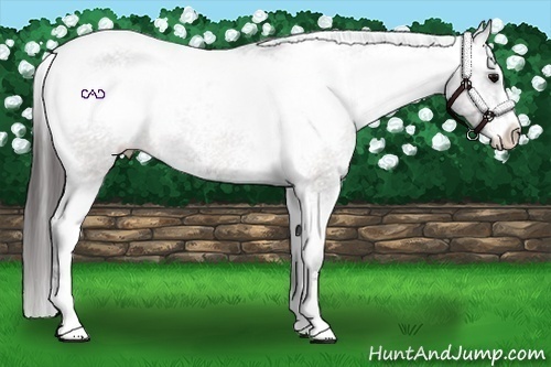 Horse Color:Brown Sabino Varnish 