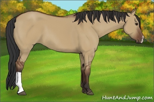 Horse Color:Bay Dun 