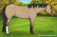 Horse Color:Bay Dun