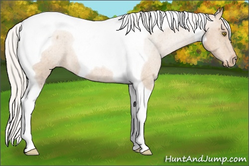 Horse Color:Silver Bay Roan Pearl Tobiano Varnish 