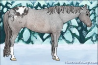 Horse Color:Brown Roan Appaloosa Rabicano 