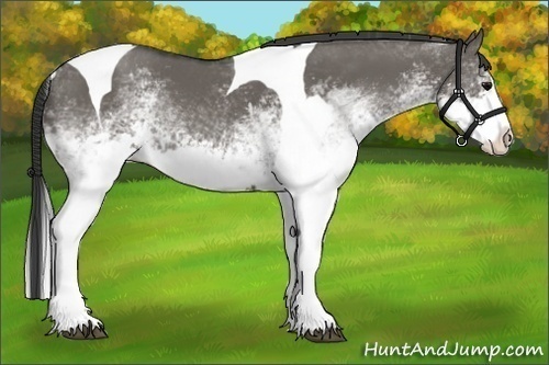 Horse Color:White Spotted Grullo Splash Tobiano Rabicano