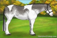 Horse Color:White Spotted Grullo Splash Tobiano Rabicano
