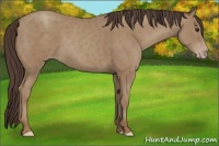 Horse Color:Classic Champagne 