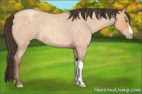 Horse Color:Amber Champagne Roan 