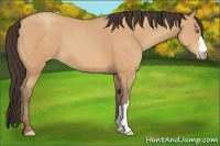 Horse Color:Amber Champagne 