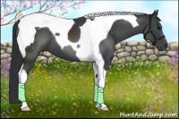 Horse Color:Black Tobiano