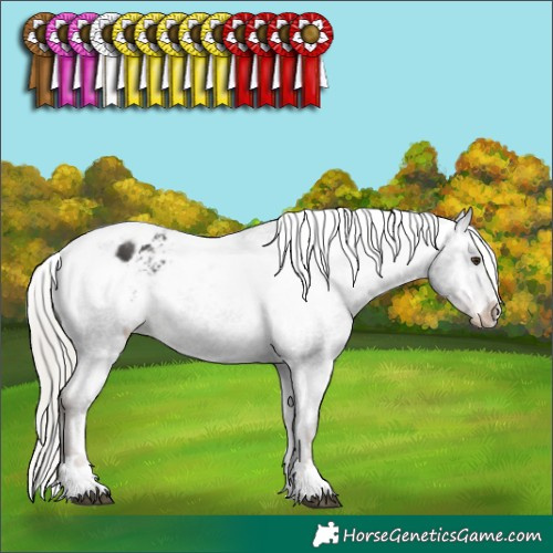 Horse Color:Liver Chestnut Mushroom Appaloosa 