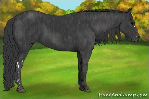 Horse Color:Black  Brindle