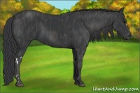 Horse Color:Black  Brindle