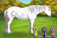 Horse Color:Bay Splash Tobiano Appaloosa  and Gray Bay Splash Tobiano Appaloosa 