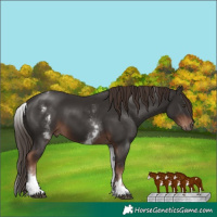 Horse Color:White Spotted Liver Chestnut Sabino