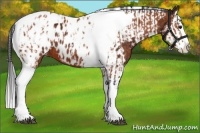 Horse Color:Bay Splash Tobiano Appaloosa and Bay Splash Tobiano Appaloosa