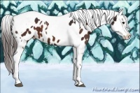 Horse Color:Brown Splash Tobiano Near Leopard and Brown Splash Tobiano Near Leopard