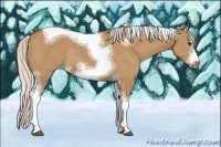Horse Color:Silver Bay Dun Sabino Tobiano Frame Rabicano
