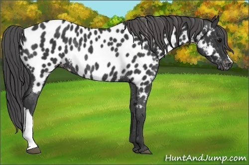 Horse Color:Black Near Leopard Rabicano 