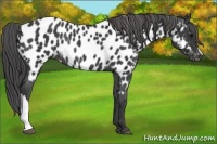 Horse Color:Black Near Leopard Rabicano 
