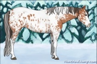 Horse Color:Bay Splash Tobiano Appaloosa  and Bay Splash Tobiano Appaloosa 
