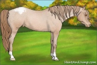 Horse Color:Brown Roan Pearl Varnish