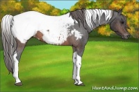Horse Color:Brown Tobiano Snowcap