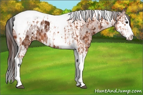 Horse Color:Bay Splash Tobiano Appaloosa  and Bay Splash Tobiano Appaloosa 