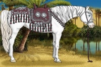 Horse Color:Perlino Appaloosa