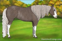 Horse Color:Silver Black Splash Rabicano 