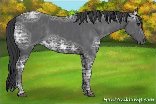 Horse Color:Black Ice Brindle