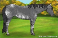 Horse Color:Black Ice Brindle
