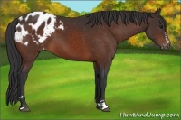 Horse Color:Bay Sabino Appaloosa