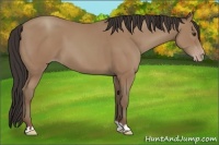 Horse Color:Classic Champagne 
