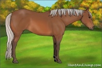 Horse Color:Silver Bay 
