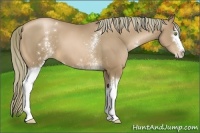 Horse Color:White Spotted Liver Chestnut Pearl Sabino 