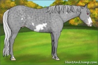 Horse Color:Silver Classic Champagne Chinchilla Frame