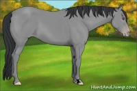 Horse Color:Classic Champagne Chinchilla 