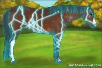 Horse Color:Thunderstruck Bay 