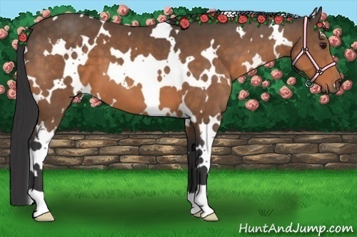Horse Color:White Spotted Buckskin