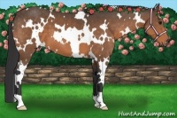 Horse Color:White Spotted Buckskin 